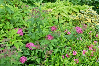Japon Meadowsweet (Spiraea japonica) çiçekleri. Rosaceae yaprak döken çalı. Mayıs 'tan Ağustos' a kadar beş yapraklı soluk pembe çiçekler açar.