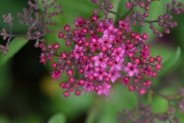 Japon Meadowsweet (Spiraea japonica) çiçekleri. Rosaceae yaprak döken çalı. Mayıs 'tan Ağustos' a kadar beş yapraklı soluk pembe çiçekler açar.