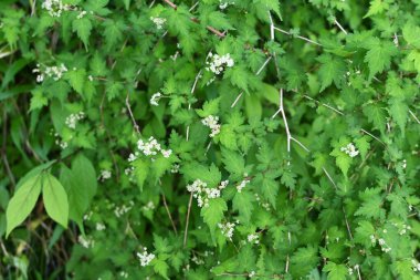 Dantelli (Stephanandra incisa) çiçekler. Rosaceae yaprak döken çalı. Mayıs 'tan Haziran' a kadar beş yapraklı birçok küçük sarımsı beyaz çiçek açar..