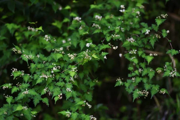 Arbusto Renda Stephanandra Incisa Flores Rosaceae Arbusto Decíduo Muitas Pequenas — Fotografia de Stock