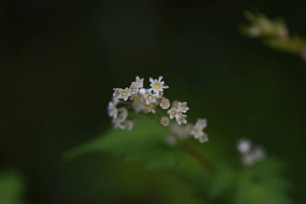 Spitzenstrauch Stephanandra Incisa Blüht Rosaceae Laubbaum Viele Kleine Gelblich Weiße — Stockfoto