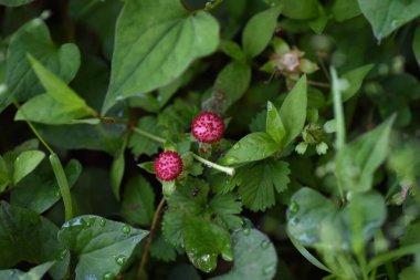 Sahte çilek (Potentilla hebiichigo) böğürtlen. Rosaceae bitkileri. Taşlarla yerde sürünüyorsun. Çiğ yemek için uygun değil çünkü tadı güzel değil.