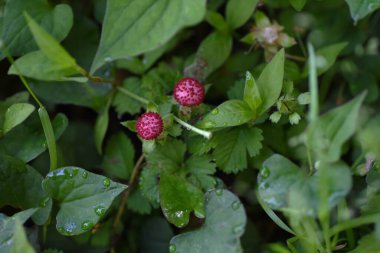 Sahte çilek (Potentilla hebiichigo) böğürtlen. Rosaceae bitkileri. Taşlarla yerde sürünüyorsun. Çiğ yemek için uygun değil çünkü tadı güzel değil.