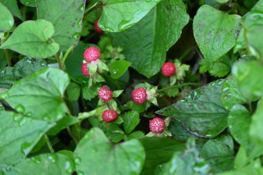 Sahte çilek (Potentilla hebiichigo) böğürtlen. Rosaceae bitkileri. Taşlarla yerde sürünüyorsun. Çiğ yemek için uygun değil çünkü tadı güzel değil.