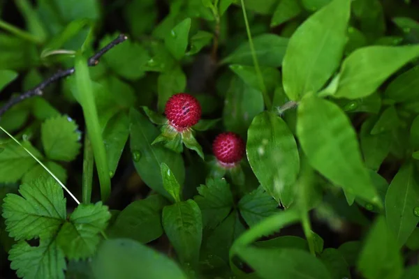 False Strawberry Potentilla Hebiichigo Berries Rosaceae Perennial Plants Crawling Ground — Stock Photo, Image