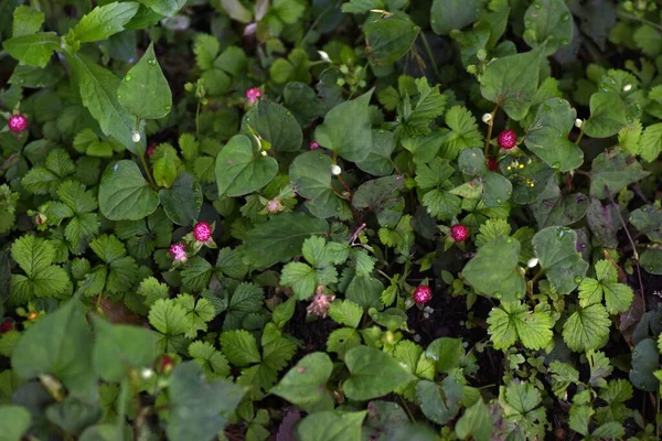 Sahte Çilek Potentilla Hebiichigo Böğürtlen Rosaceae Bitkileri Taşlarla Yerde Sürünüyorsun — Stok fotoğraf