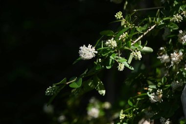 Privet (Ligustrum obtusifolium) çiçekleri. Oleaceae yaprak döken çalı. Mayıs 'tan Haziran' a kadar huni şeklinde beyaz çiçekler açar..