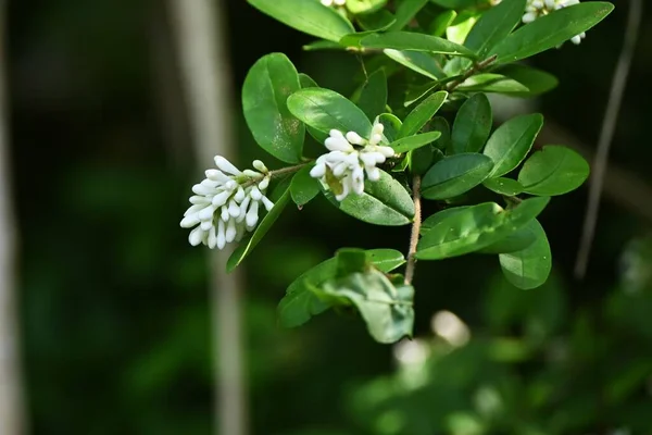 Kroonbladeren Ligustrum Obtusifolium Oleaceae Bladverliezende Struik Het Bloeit Buisvormige Trechtervormige — Stockfoto