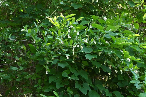 プリヴェット リグストラムObtusifolium 観葉植物の落葉低木 5月6月に筒状の漏斗状の芳香のある白花を咲かせます — ストック写真