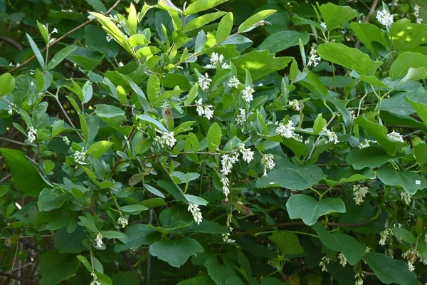 Flores Privet Ligustrum Obtusifolium Oleaceae Arbusto Decíduo Floresce Flores Brancas — Fotografia de Stock