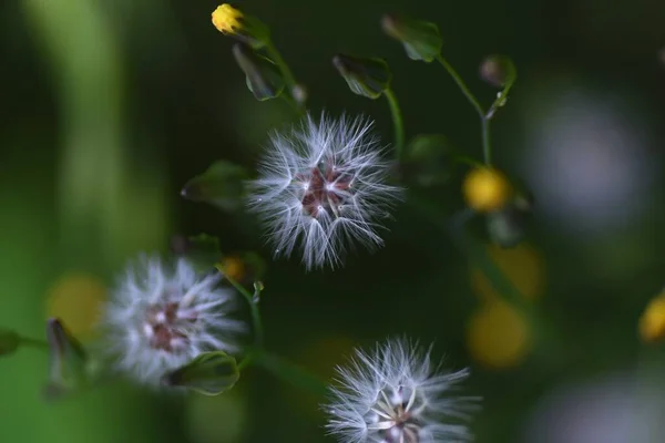 Keleti Álszakáll Youngia Japonica Bolyhos Achene Sárga Ligulátum Virágok Virágoznak — Stock Fotó