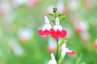 Salvia microphylla 'Sıcak Dudak' çiçekleri. Lamiaceae bitkileri. Nisan 'dan Kasım' a kadar çiçek açar.