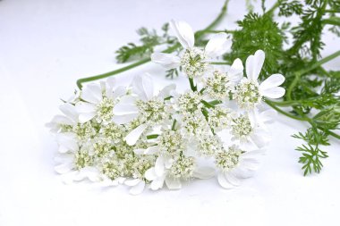 Beyaz dantel çiçek (Orlaya grandiflora) çiçekleri. Apiaceae bitkisi her daim yeşildir. Nisan 'dan Temmuz' a kadar umbel üzerinde sayısız beyaz çiçekler belirir.