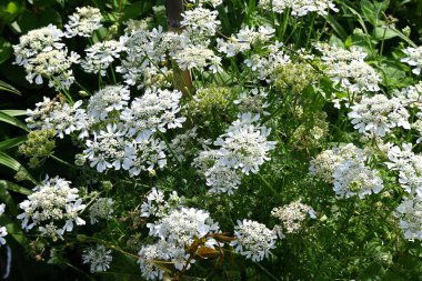 Beyaz dantel çiçek (Orlaya grandiflora) çiçekleri. Apiaceae bitkisi her daim yeşildir. Nisan 'dan Temmuz' a kadar umbel üzerinde sayısız beyaz çiçekler belirir.