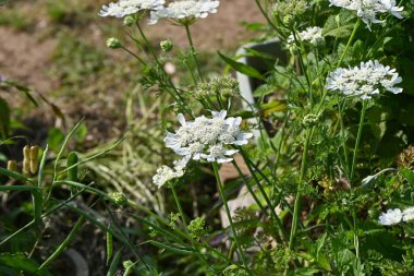 Beyaz dantel çiçek (Orlaya grandiflora) çiçekleri. Apiaceae bitkisi her daim yeşildir. Nisan 'dan Temmuz' a kadar umbel üzerinde sayısız beyaz çiçekler belirir.