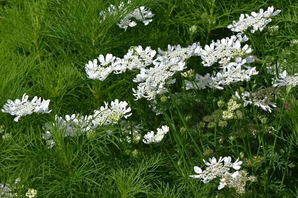 白色花边花 Orlaya Grandiflora 皂科常绿多年生植物 从4月到7月 脐带上有许多白花 — 图库照片