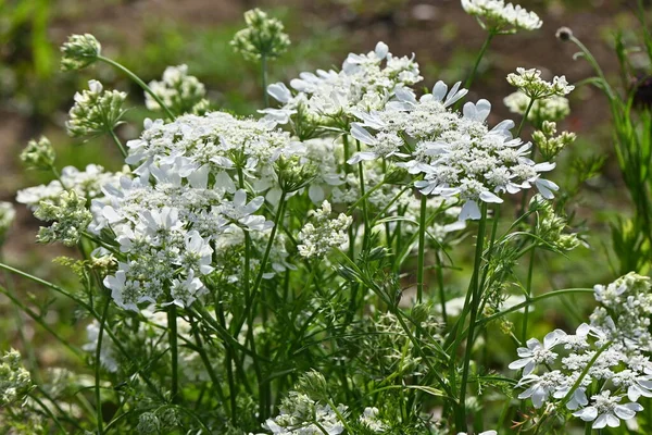 Fehér Csipke Virág Orlaya Grandiflora Virágok Apiaceae Örökzöld Évelő Növény — Stock Fotó