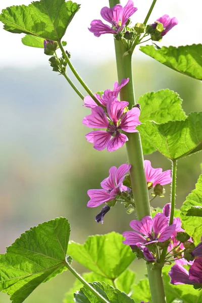 Цветки Мальвы Malva Mauritiana Мальвовые Многолетние Растения Бледно Пурпурные Пятилепестковые — стоковое фото