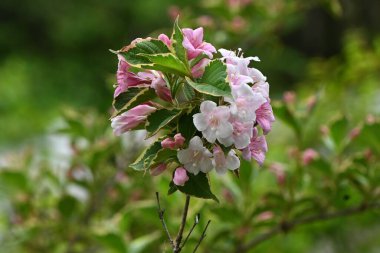 Değişik Weigela Florida çiçekleri. Caprifoliaceae yaprak döken çalı. Nisan 'dan Mayıs' a kadar açar.