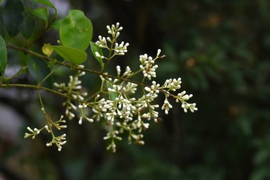 Japon mahrem yeri (Ligustrum japonicum) çiçekleri. Oleaceae her zaman yeşildir. Mayıs 'tan Haziran' a kadar birçok küçük beyaz çiçek koni şeklinde çiçek açar..