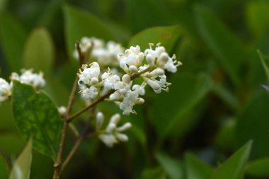 Japon mahrem yeri (Ligustrum japonicum) çiçekleri. Oleaceae her zaman yeşildir. Mayıs 'tan Haziran' a kadar birçok küçük beyaz çiçek koni şeklinde çiçek açar..