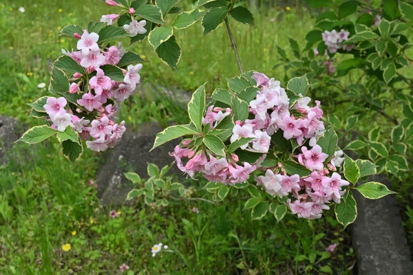 Variegated Weigela Florida Flowers Caprifoliaceae Deciduous Shrub Blooms April May — Stock Photo, Image