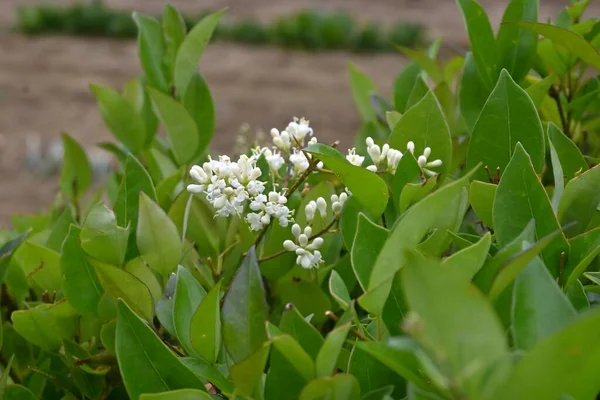 Japanska Privet Ligustrum Japonicum Blommor Oleaceae Evergreen Tree Från Maj — Stockfoto