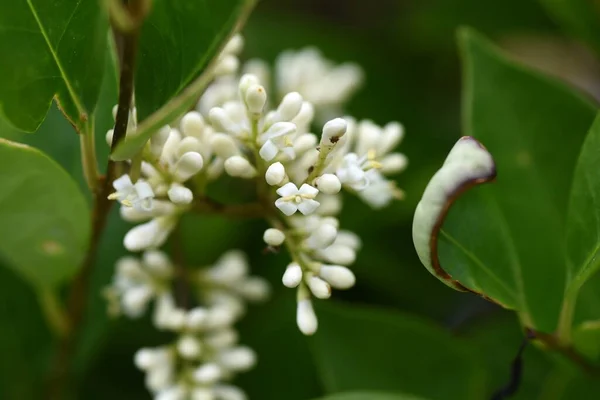 Japonský Privet Ligustrum Japonicum Květiny Oleaceae Evergreen Tree Května Června — Stock fotografie