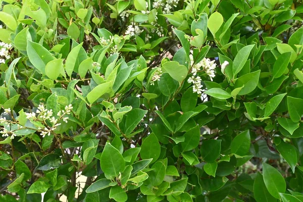 Японські Примати Ligustrum Japonicum Квітів Олева Вічнозелене Дерево Травня Червень — стокове фото