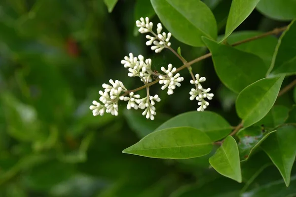 Fiori Giapponesi Privet Ligustrum Japonicum Oleaceae Albero Sempreverde Maggio Giugno — Foto Stock