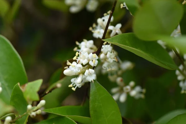 Japoński Privet Ligustrum Japonicum Kwiaty Oleaceae Wiecznie Zielone Drzewo Maja — Zdjęcie stockowe