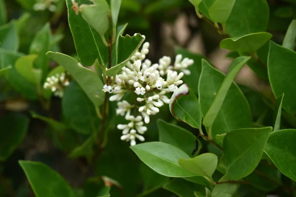 Japanischer Ligustrum Ligustrum Japonicum Blüht Oleaceae Immergrüner Baum Von Mai — Stockfoto