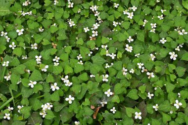 Nane balıklı çiçekler. Sauraceae daimi otları. Bataklıklarda kümelenir ve yazın başında 4 beyaz fren yapar. Bitkisel ilaç ve çay için kullanılır..