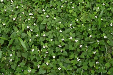 Nane balıklı çiçekler. Sauraceae daimi otları. Bataklıklarda kümelenir ve yazın başında 4 beyaz fren yapar. Bitkisel ilaç ve çay için kullanılır..