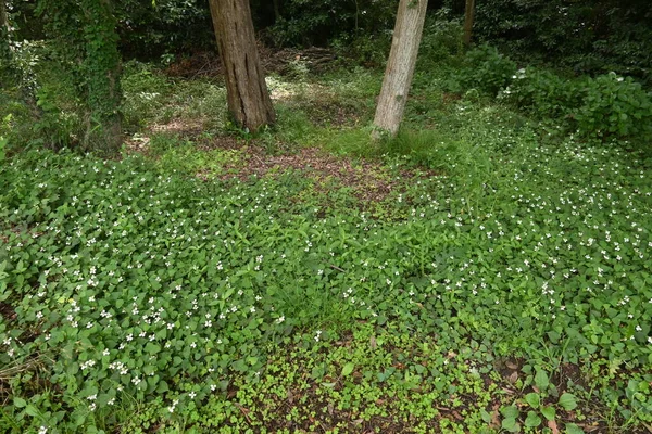 Цветы Мяты Сауруровые Многолетние Сорняки Растёт Комках Болотах Имеет Белых — стоковое фото
