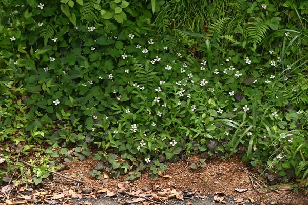 Nane balıklı çiçekler. Sauraceae daimi otları. Bataklıklarda kümelenir ve yazın başında 4 beyaz fren yapar. Bitkisel ilaç ve çay için kullanılır..