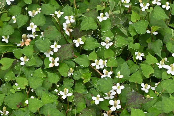 Цветы Мяты Сауруровые Многолетние Сорняки Растёт Комках Болотах Имеет Белых — стоковое фото