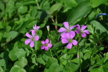Oxalis corymbosa (Pembe tahta-sorrel) çiçekleri. Oxalidaceae bitkileri. Yazın başlarında açarlar 5 yapraklı soluk mor-kırmızı çiçeklerle.