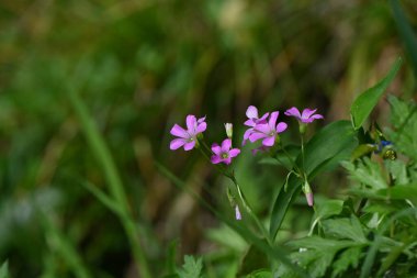 Oxalis corymbosa (Pembe tahta-sorrel) çiçekleri. Oxalidaceae bitkileri. Yazın başlarında açarlar 5 yapraklı soluk mor-kırmızı çiçeklerle.