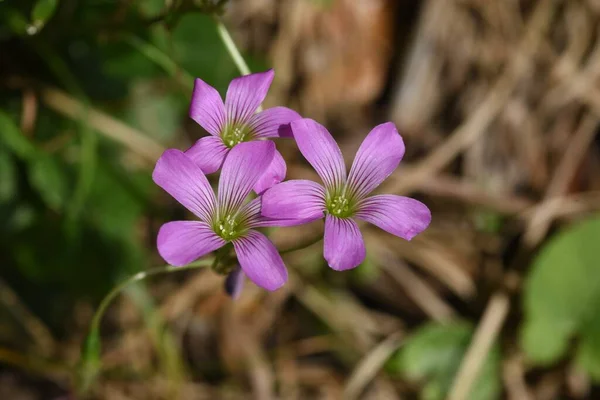 옥살리스 Pink Wood Sorrel 다과는 다년생 식물이다 초여름에 피어나며 꽃잎이 — 스톡 사진