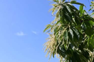 Japon kestane erkek çiçekleri. Fagaceae yapraklı meyve ağacı. Haziranda çiçek açar ve güçlü kokusuyla böcekleri çeker..