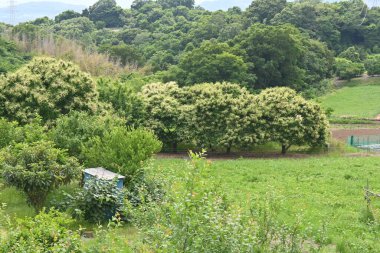 Japon kestane erkek çiçekleri. Fagaceae yapraklı meyve ağacı. Haziranda çiçek açar ve güçlü kokusuyla böcekleri çeker..