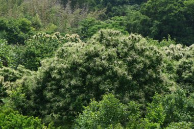 Japon kestane erkek çiçekleri. Fagaceae yapraklı meyve ağacı. Haziranda çiçek açar ve güçlü kokusuyla böcekleri çeker..