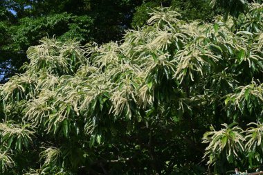 Japon kestane erkek çiçekleri. Fagaceae yapraklı meyve ağacı. Haziranda çiçek açar ve güçlü kokusuyla böcekleri çeker..