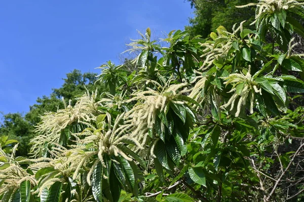 Японские Каштановые Мужские Цветы Fagaceae Deciduous Fruit Tree Bloves June — стоковое фото