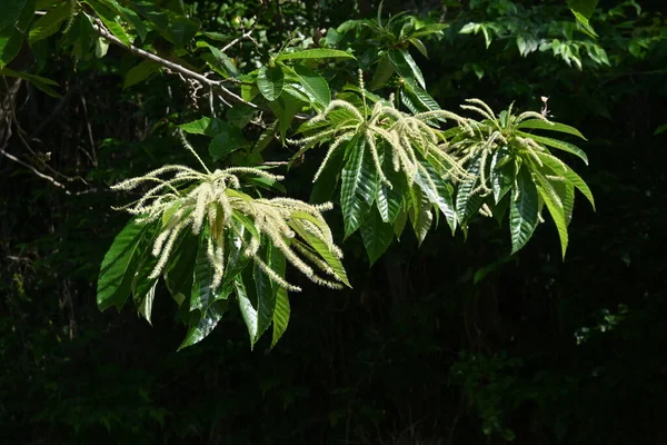 Japonské Kaštanové Květy Fagaceae Listnaté Ovocné Stromy Kvete Červnu Přitahuje — Stock fotografie