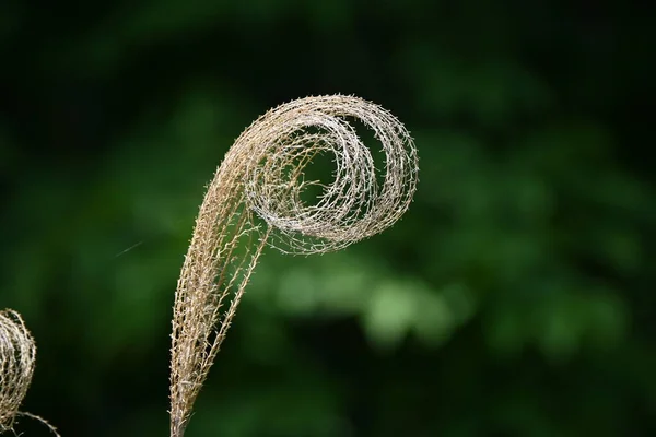 Verwelktes Japanisches Pampasgras Poaceae Mehrjährige Pflanzen Blütenähren Sind Von Sommer — Stockfoto