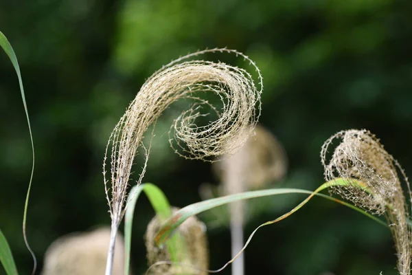 Μαραμένο Γιαπωνέζικο Γρασίδι Πάμπας Εποχιακό Υλικό Φόντου Πολυετή Φυτά Poaceae — Φωτογραφία Αρχείου