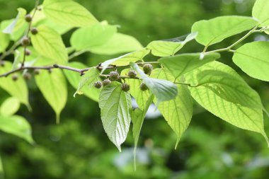  Broussonetia Kazinoki (Karton dut) böğürtlenleri. Moraceae yaprak döken çalı. Yazın kırmızı küresel toplam meyve üretir. Bu ağaç bir zamanlar Japon kağıdı için hammadde olarak kullanılırdı..