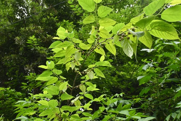 Broussonetia Kazinoki Papier Maulbeere Beeren Moraceae Laubbaum Erzeugt Sommer Rote — Stockfoto